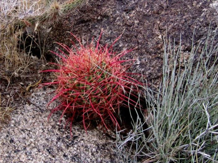Sclerocactus uncinatus image