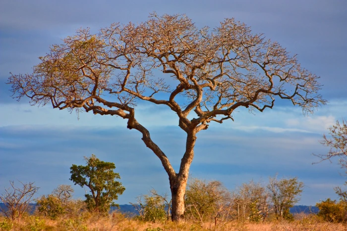 Sclerocarya birrea image