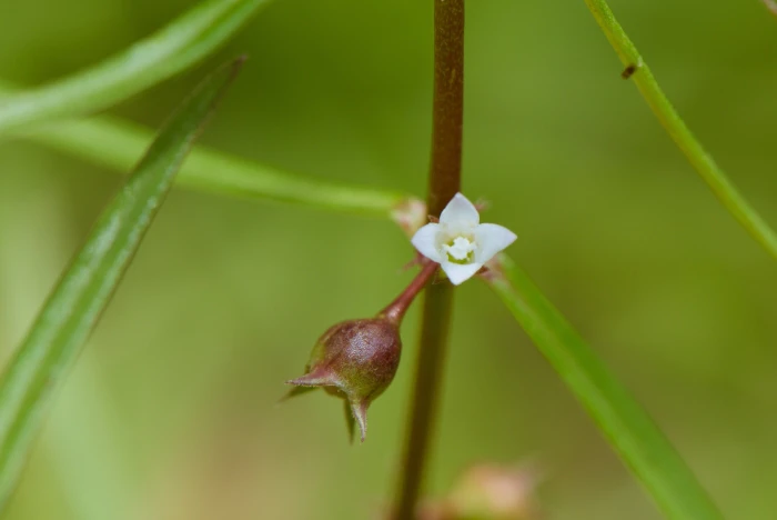 Scleromitrion diffusum image