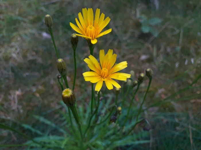 Scorzoneroides autumnalis image