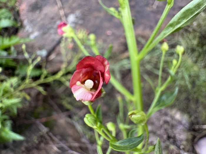 Scrophularia nodosa image