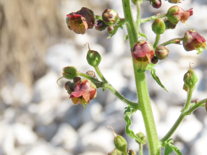 Scrophularia scopolii image