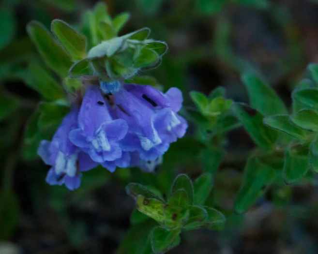 Scutellaria drummondii image