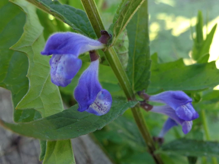 Scutellaria galericulata image