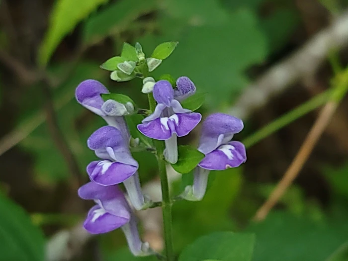 Scutellaria incana image