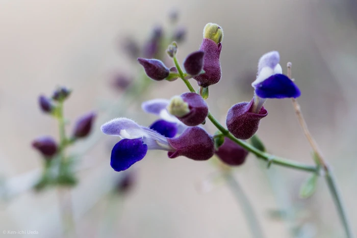 Scutellaria mexicana image