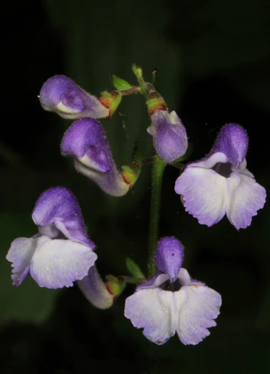 Scutellaria serrata image