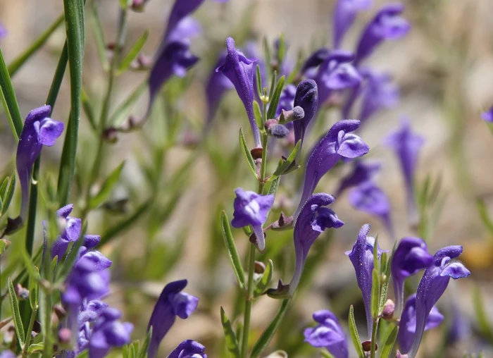 Scutellaria siphocampyloides image