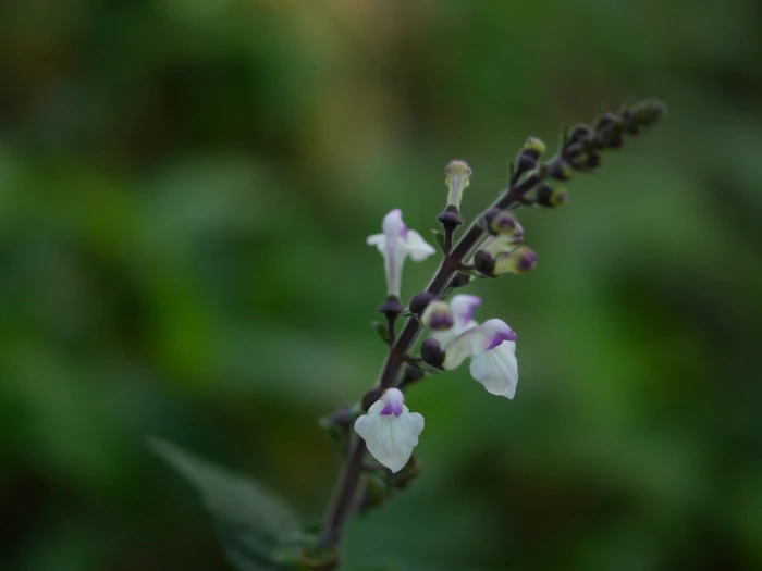 Scutellaria violacea image