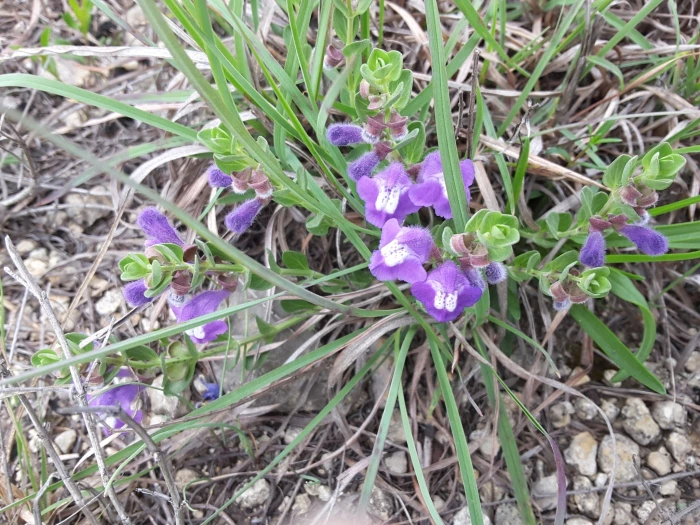 Scutellaria wrightii image