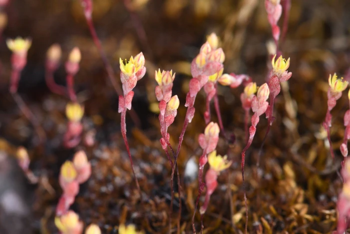 Sedella pentandra image