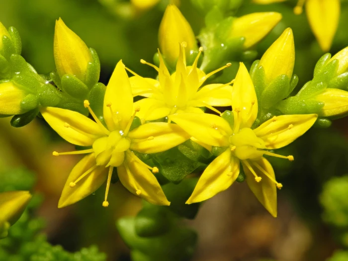 Sedum acre image