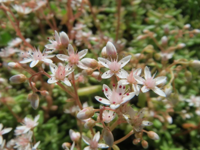 Sedum album image