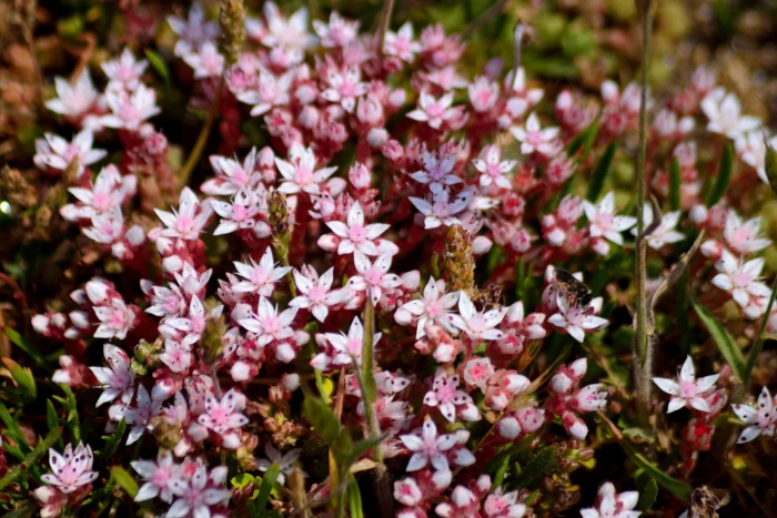 Sedum anglicum image