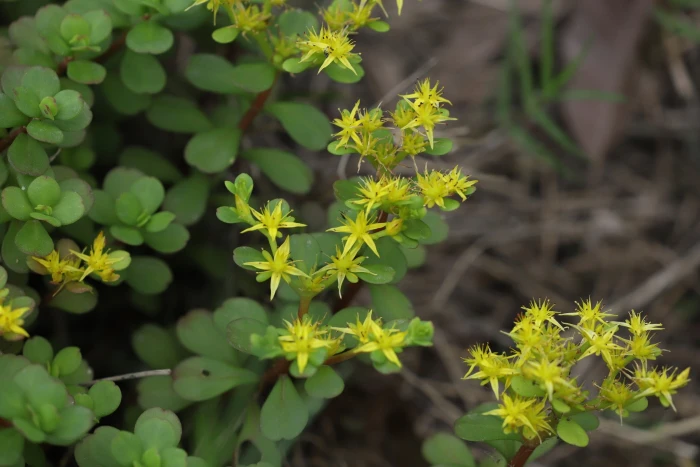 Sedum makinoi image