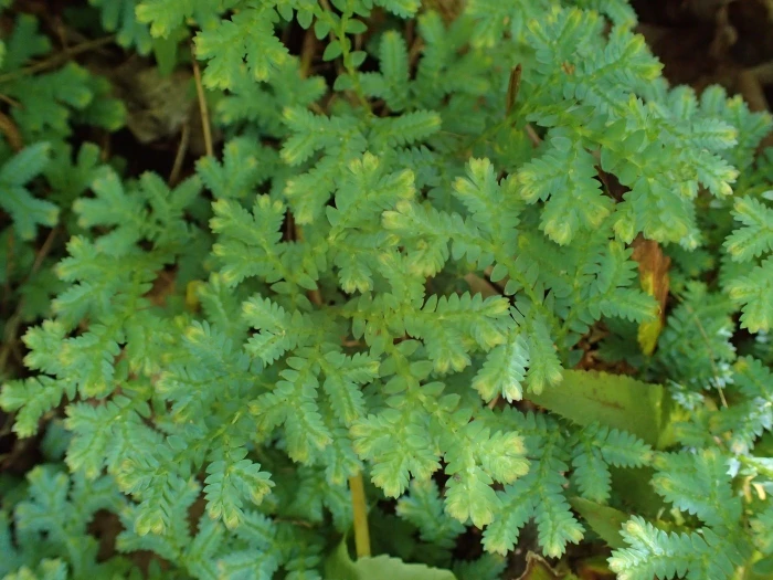 Selaginella apoda image