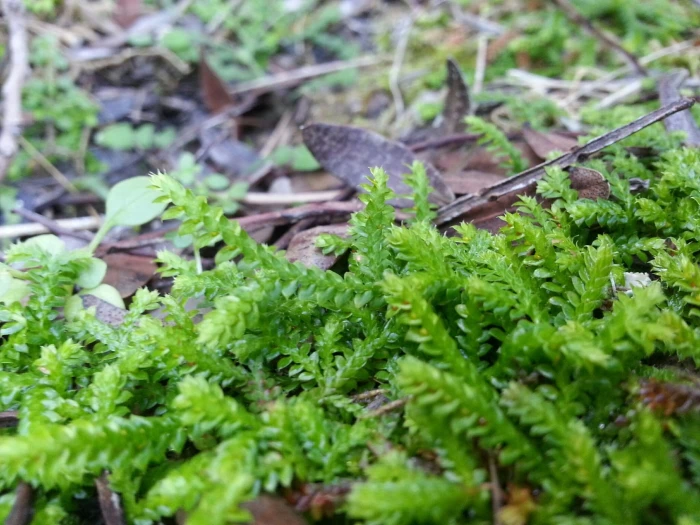 Selaginella denticulata image