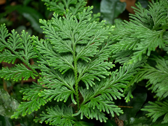 Selaginella involvens image