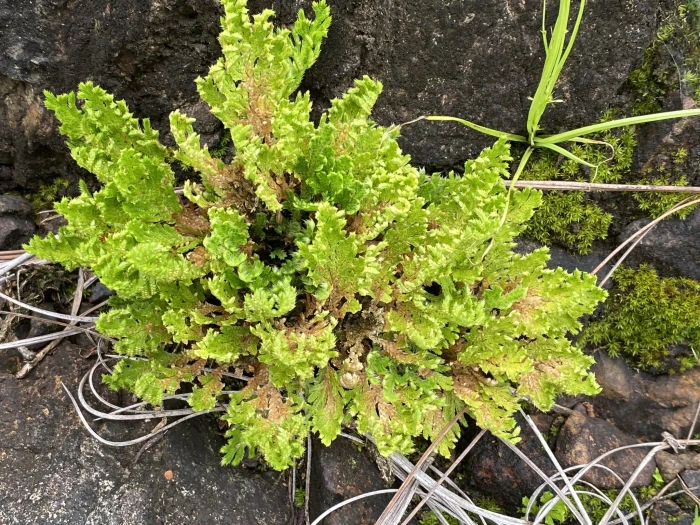 Selaginella lepidophylla image