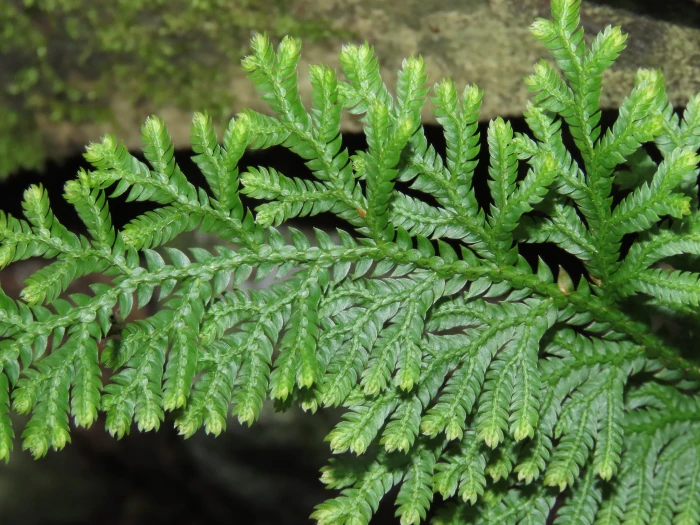 Selaginella moellendorffii image