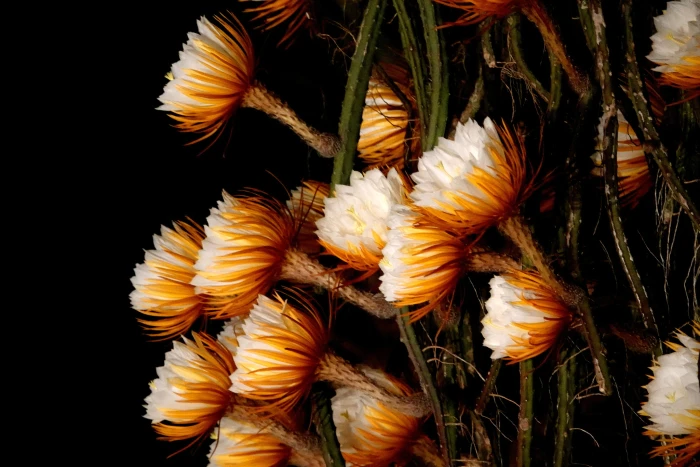 Selenicereus grandiflorus image