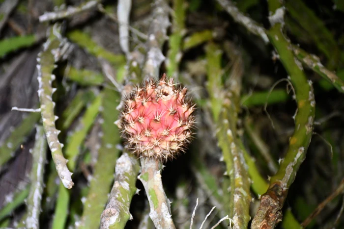 Selenicereus setaceus image