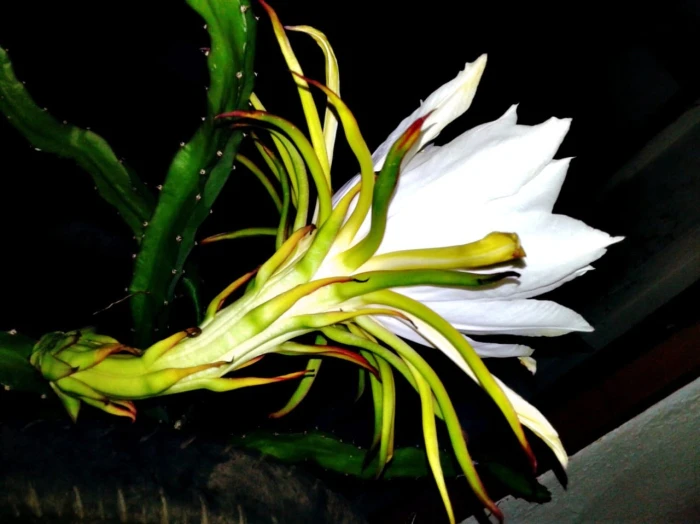 Selenicereus undatus image