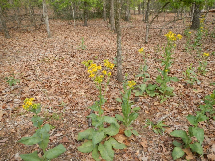 Senecio ampullaceus image