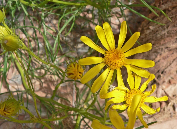 Senecio flaccidus image