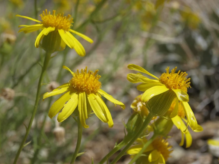 Senecio flaccidus var. monoensis image