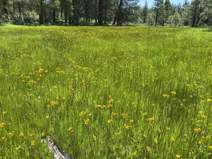 Senecio hydrophiloides image