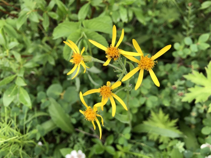 Senecio lugens image