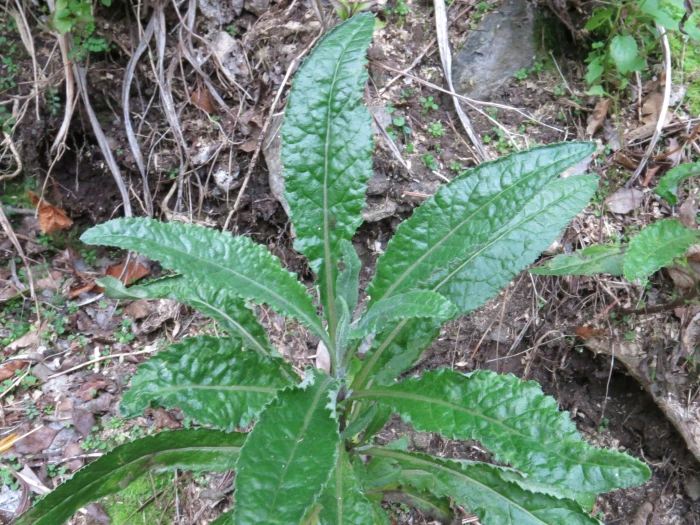 Senecio minimus image