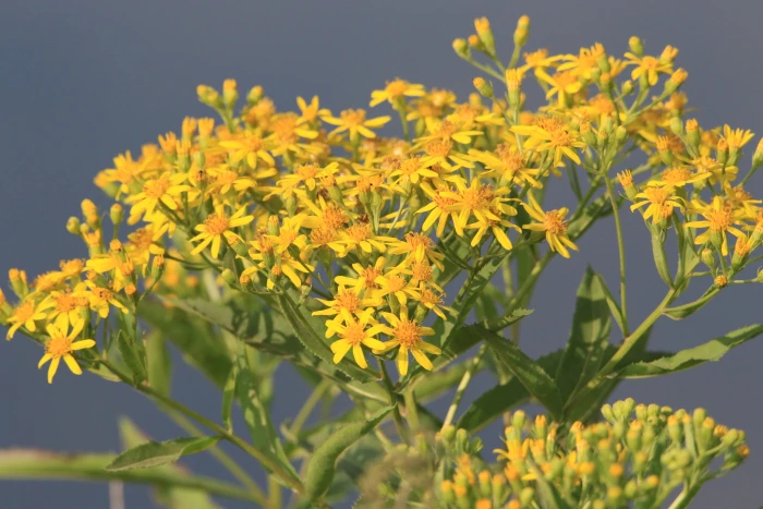Senecio sarracenicus image