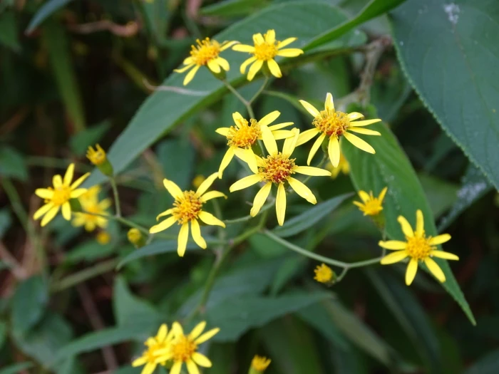 Senecio scandens image