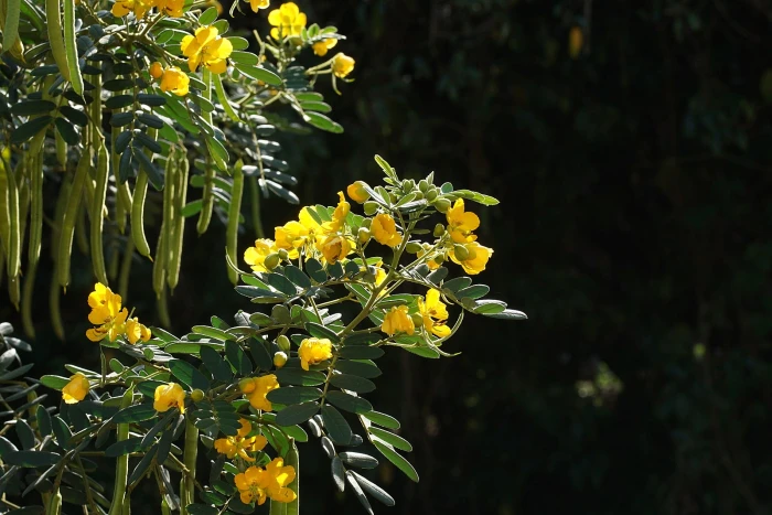 Senna alexandrina image