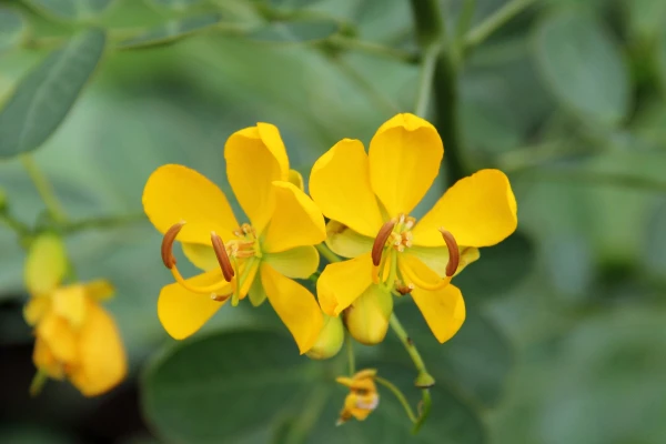Senna bicapsularis image