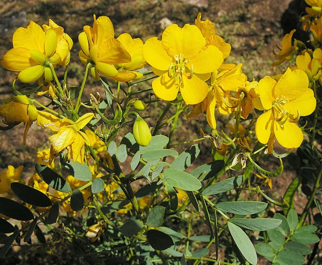 Senna candolleana image