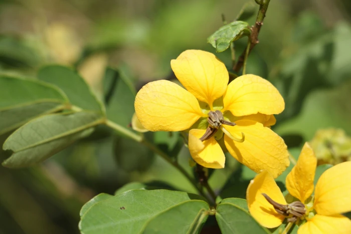 Senna gaudichaudii image