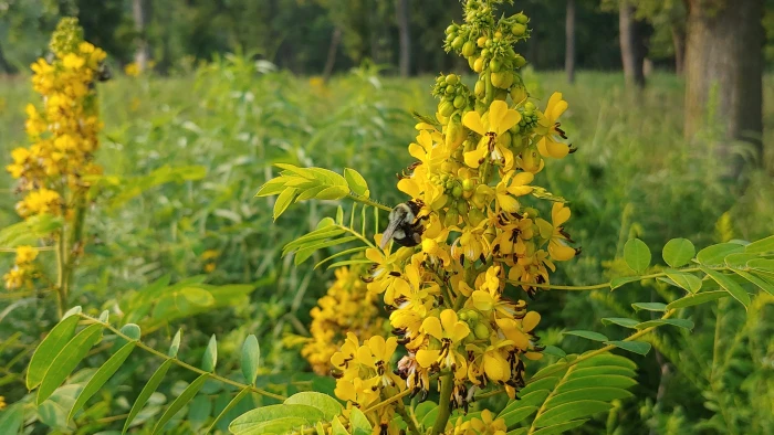 Senna hebecarpa image