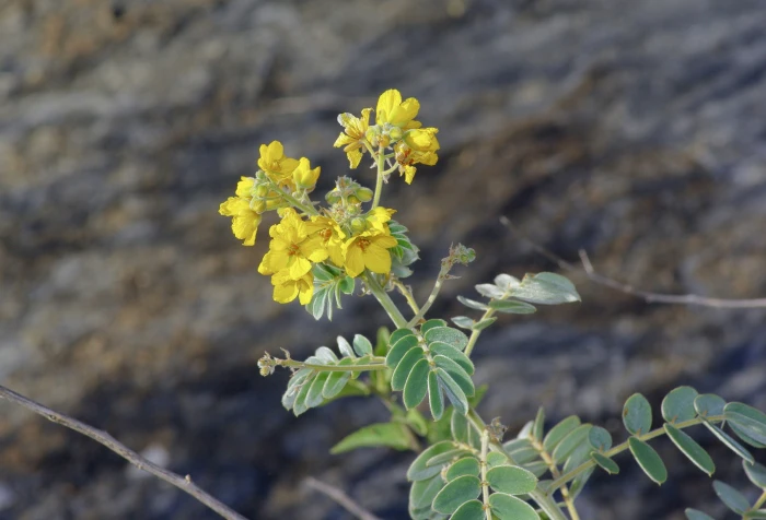 Senna lindheimeriana image