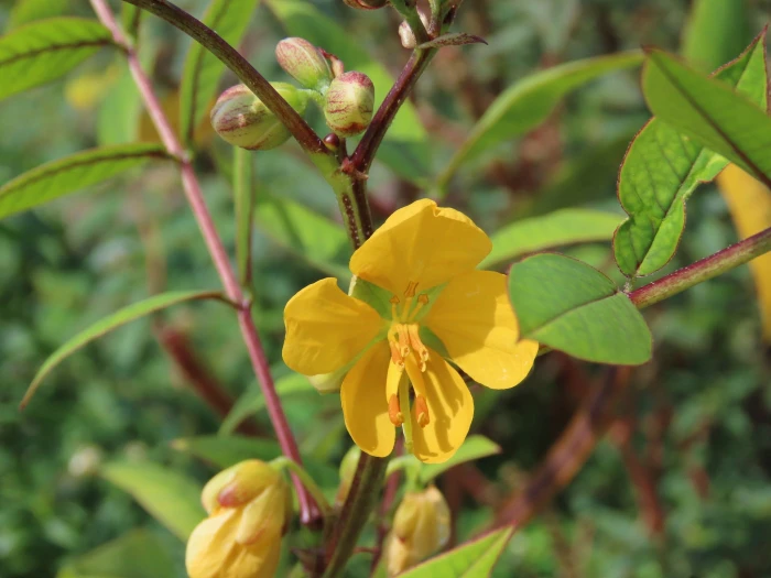 Senna occidentalis image