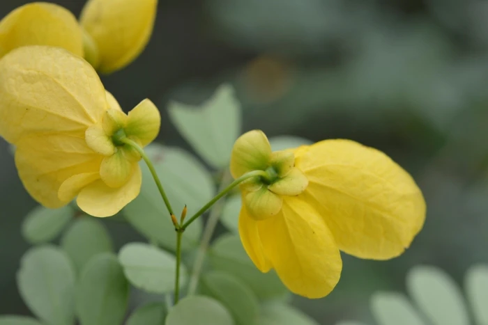Senna pallida image