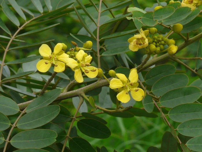 Senna siamea image