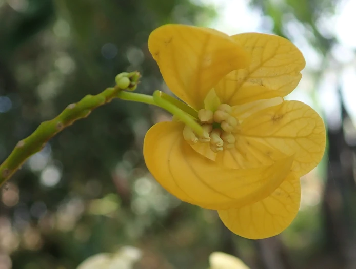 Senna spectabilis image