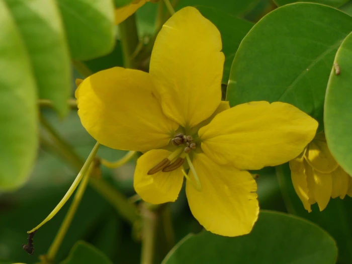 Senna sulfurea image