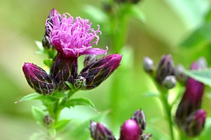 Serratula tinctoria image