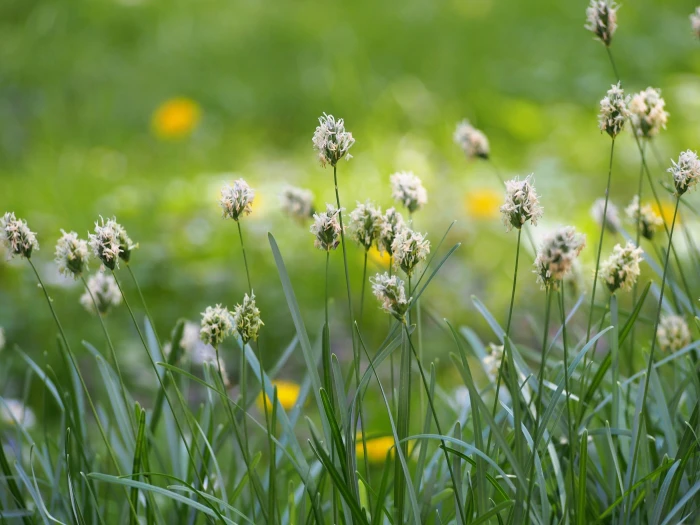 Sesleria caerulea image