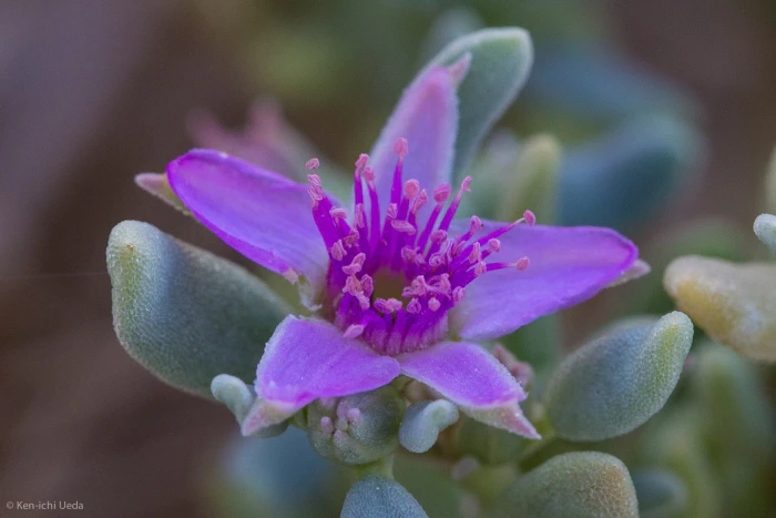 Sesuvium verrucosum image