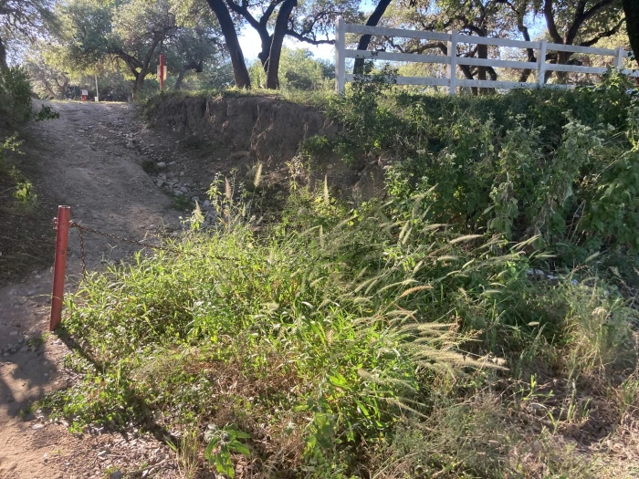 Setaria scheelei image